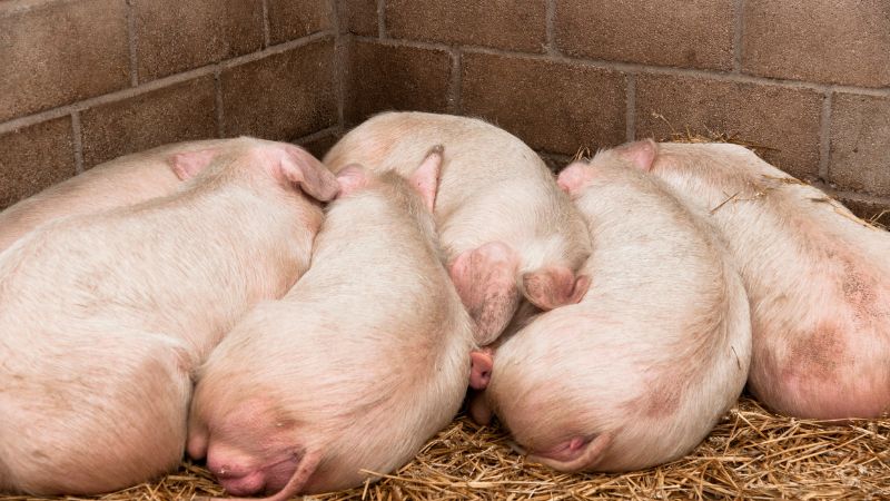 Giá heo hơi hôm nay 08/12 tại miền Bắc