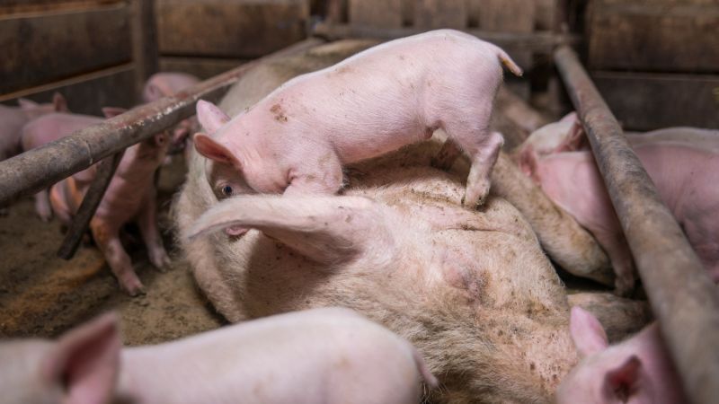 Giá heo hơi hôm nay 08/12 tại miền Trung, Tây Nguyên