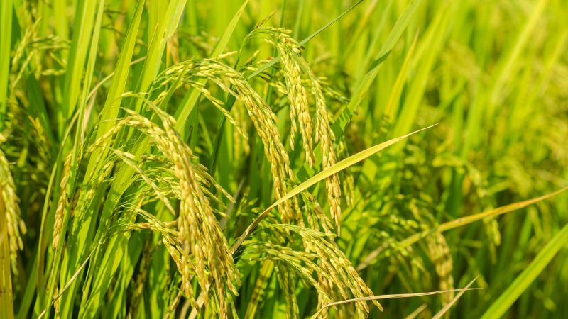 Giá lúa hôm nay 08/12