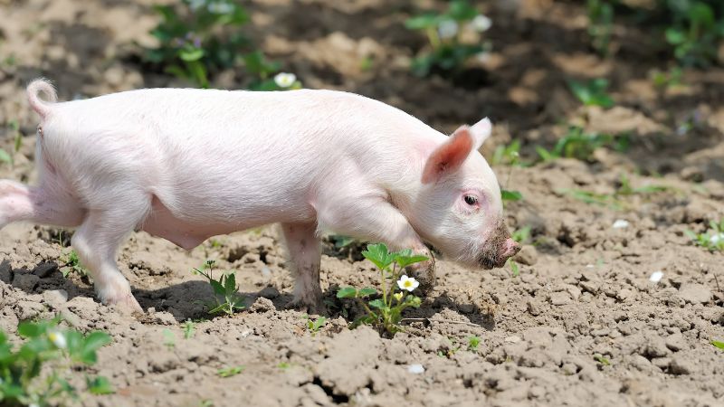 Giá heo hơi hôm nay 09/12 tại miền Trung, Tây Nguyên Giá heo hơi hôm nay 09/12 tại miền Trung, Tây Nguyên