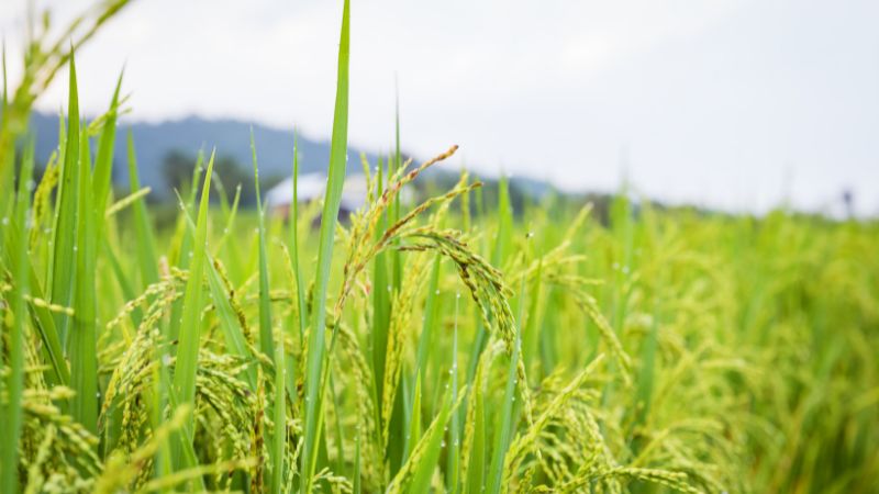 Giá lúa hôm nay 09/12