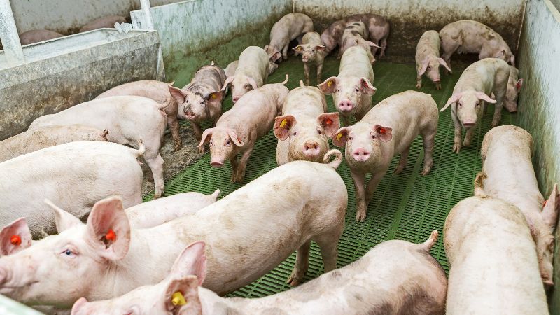 Giá heo hơi hôm nay 11/12 tại miền Nam