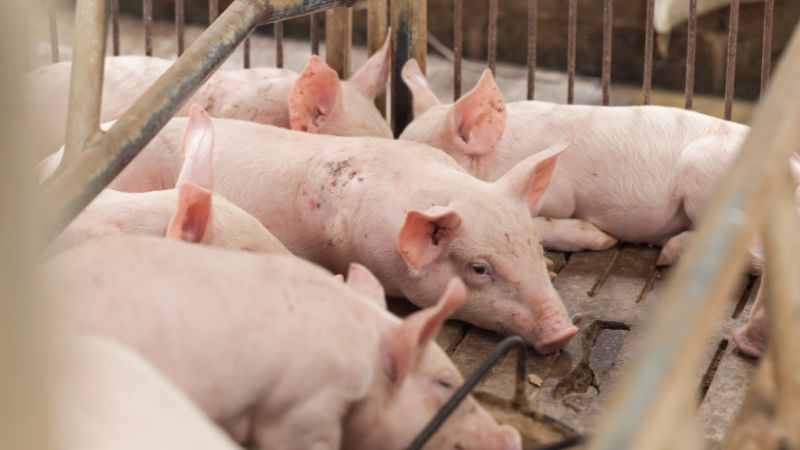 Giá heo hơi hôm nay 11/12 tại miền Bắc