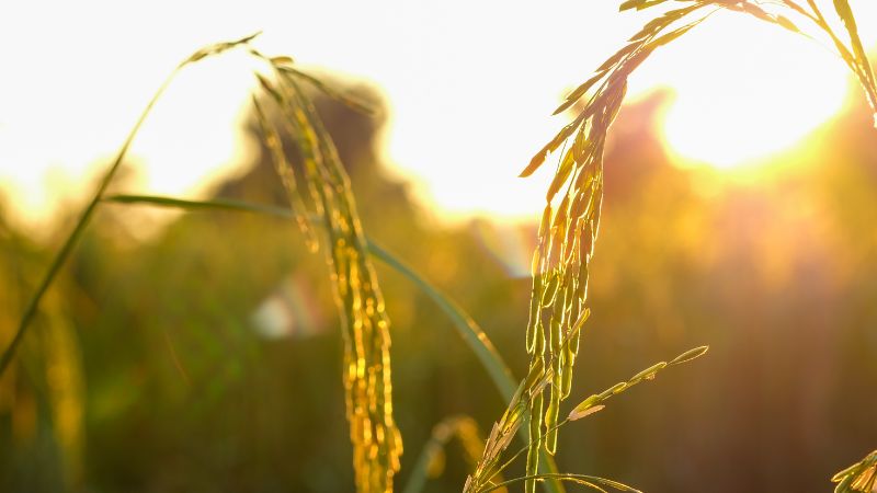 Giá lúa hôm nay 11/12