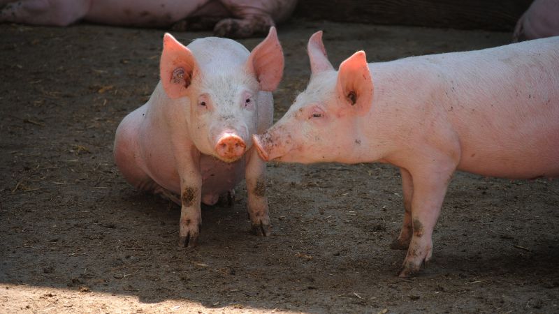 Giá heo hơi hôm nay 12/12 tại miền Nam Giá heo hơi hôm nay 12/12 tại miền Nam