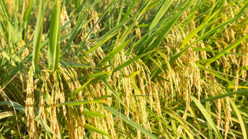 Giá lúa hôm nay 12/12