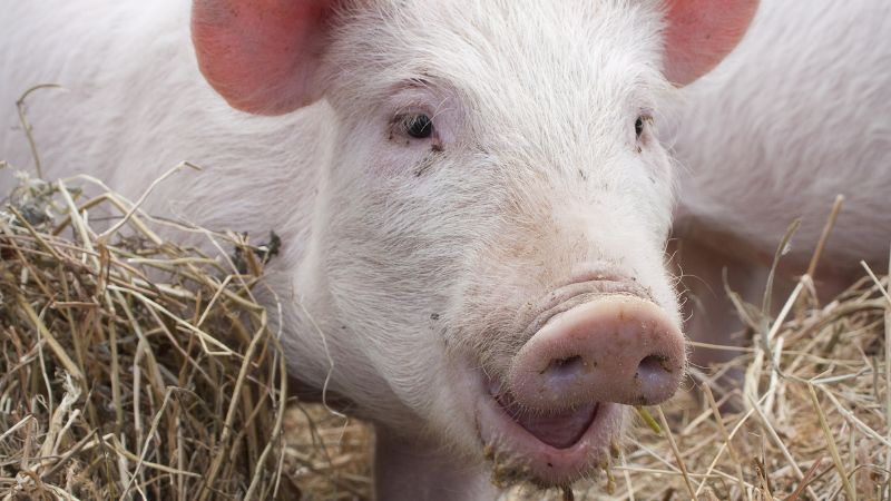 Giá heo hơi hôm nay 13/12 tại miền Trung, Tây Nguyên