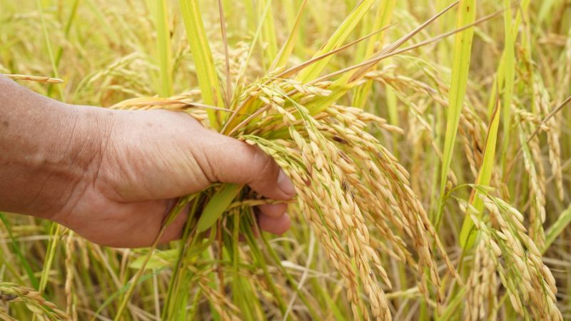 Giá lúa hôm nay 13/12