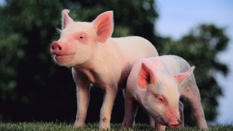 Giá heo hơi hôm nay 14/12 tại miền Bắc Giá heo hơi hôm nay 14/12 tại miền Bắc