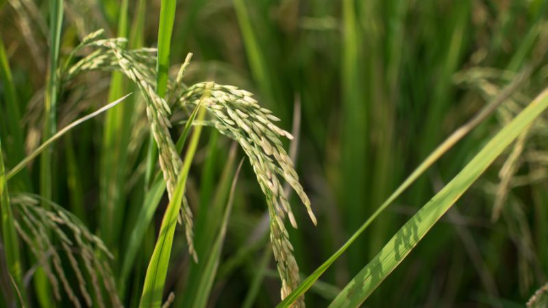 Giá lúa hôm nay 14/12