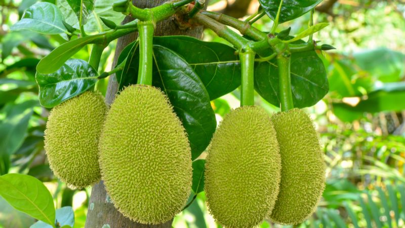 Bón vôi cho cây mít Thái có tác dụng gì?