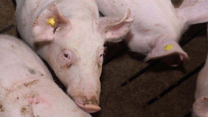 Giá heo hơi hôm nay 15/12 tại miền Bắc Giá heo hơi hôm nay 15/12 tại miền Bắc