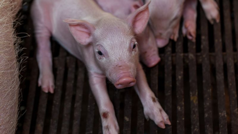 Giá heo hơi hôm nay 15/12 tại miền Nam Giá heo hơi hôm nay 15/12 tại miền Nam