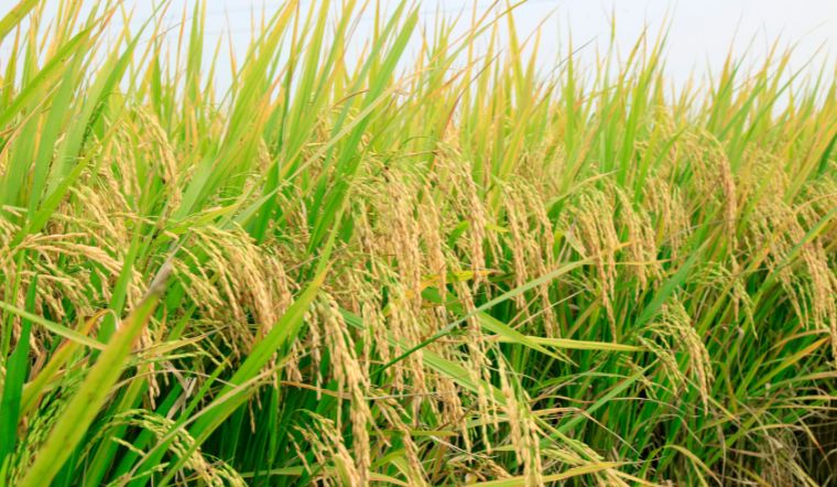 Giá lúa gạo hôm nay 15/12/2023: Có nhiều thay đổi lớn