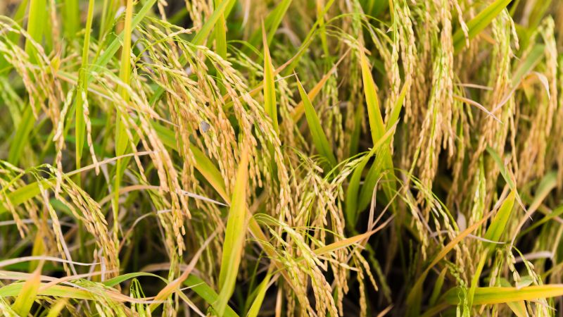 Giá lúa hôm nay 15/12