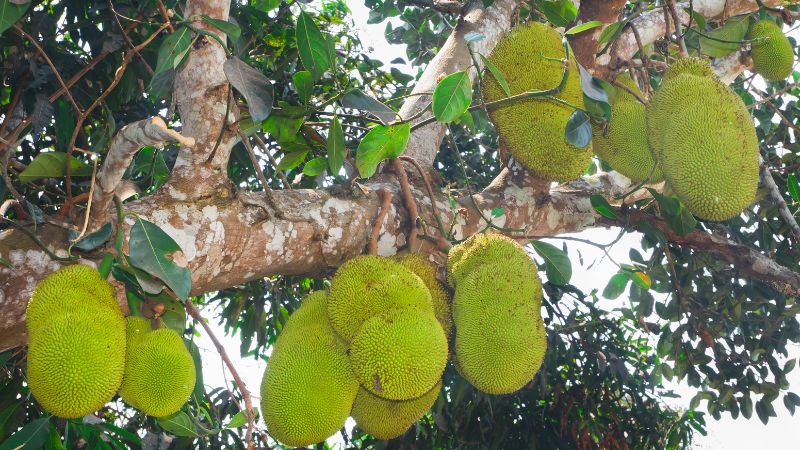 Cách xử lý nếu mít Thái bị bể đầu gai quá nhiều