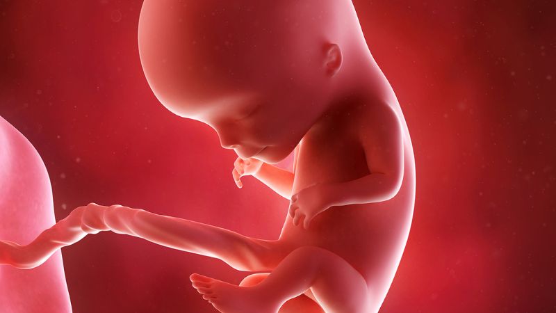 Sự phát triển của thai nhi ở tuần 12