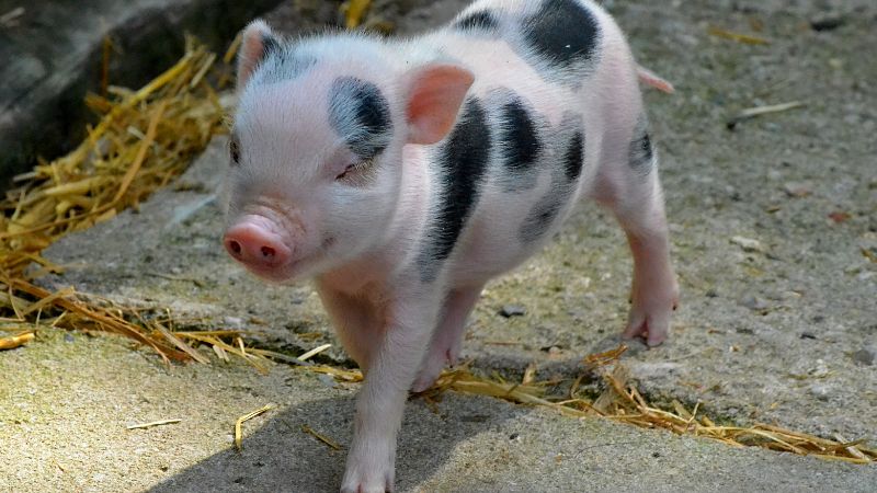 Giá heo hơi hôm nay 16/12 tại miền Nam