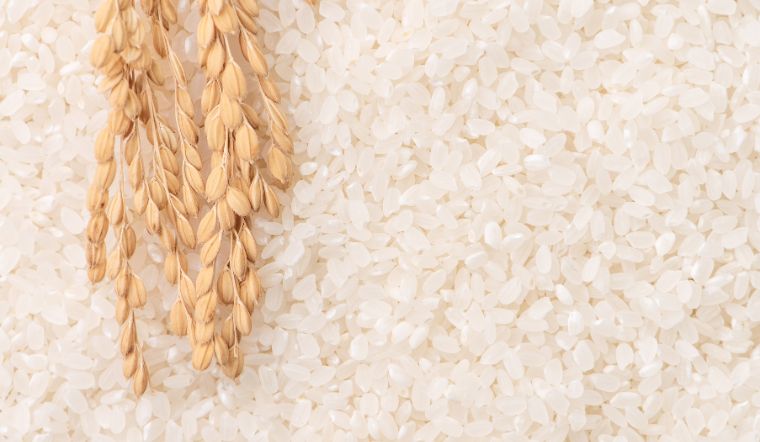 Giá lúa gạo hôm nay 16/12/2023: Duy trì mức ổn định