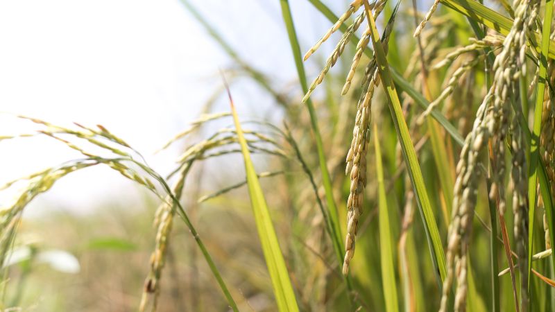 Giá lúa hôm nay 16/12