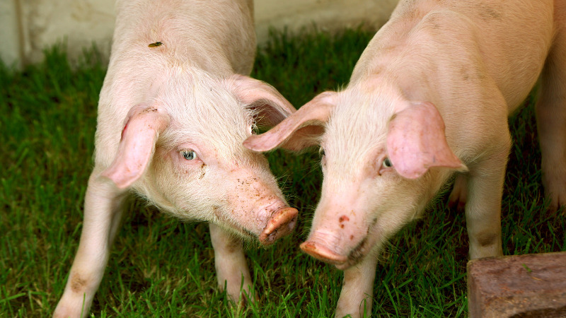 Giá heo hơi hôm nay 18/12 tại miền Bắc