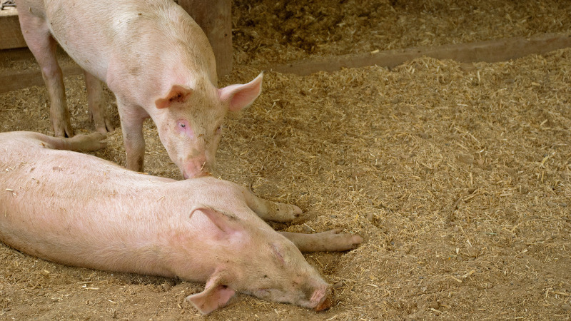 Giá heo hơi hôm nay 18/12 tại miền Trung, Tây Nguyên