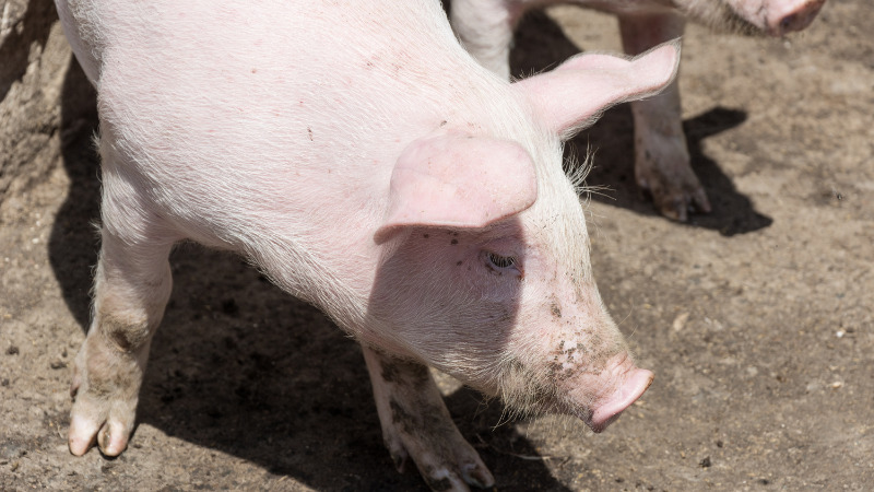 Giá heo hơi hôm nay 18/12 tại miền Nam