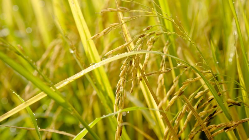 Giá lúa hôm nay 18/12