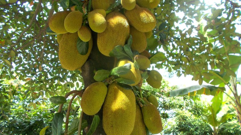 Cách bón phân thúc bông mít mập, cho trái to mùa nghịch