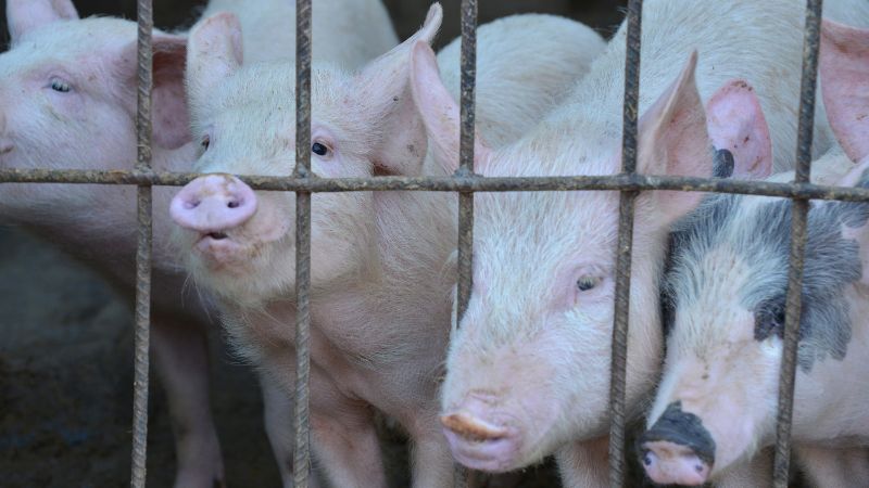 Giá heo hơi hôm nay 19/12 tại miền Bắc Giá heo hơi hôm nay 19/12 tại miền Bắc