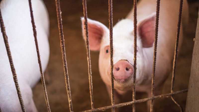 Giá heo hơi hôm nay 19/12 tại miền Trung, Tây Nguyên Giá heo hơi hôm nay 19/12 tại miền Trung, Tây Nguyên