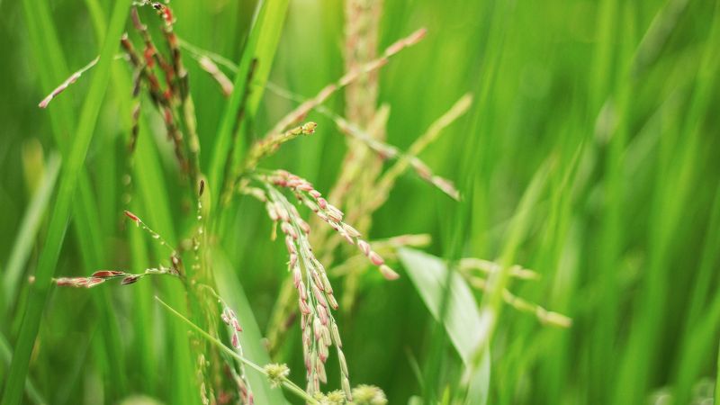 Giá lúa hôm nay 19/12