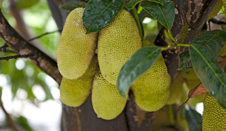 Giá mít Thái hôm nay 19/12/2023: Giá biến động nhẹ