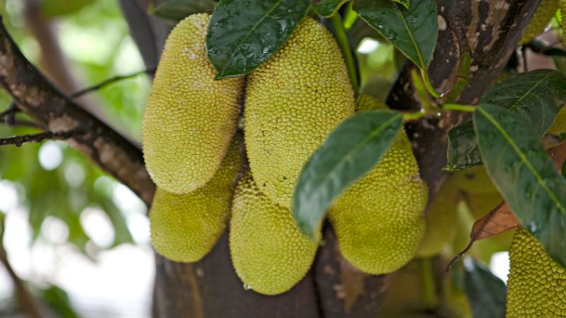 Cách xử lý khi trái mít bể đầu gai quá nhiều