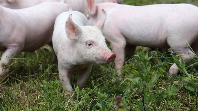 Giá heo hơi hôm nay 20/12 tại miền Bắc