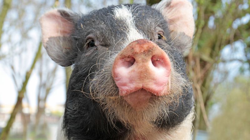 Giá heo hơi hôm nay 20/12 tại miền Trung, Tây Nguyên