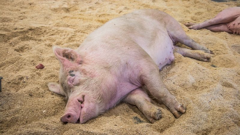 Giá heo hơi hôm nay 20/12 tại miền Nam