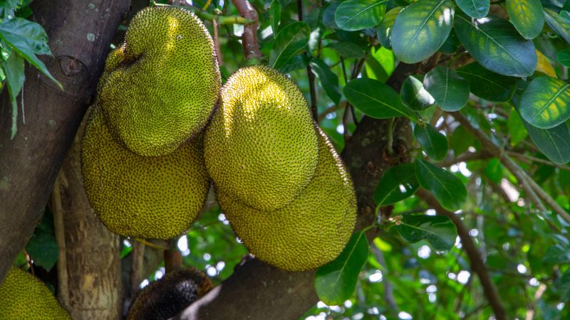 Lí do không cắt bỏ bông đực khi tuyển bông mít Thái