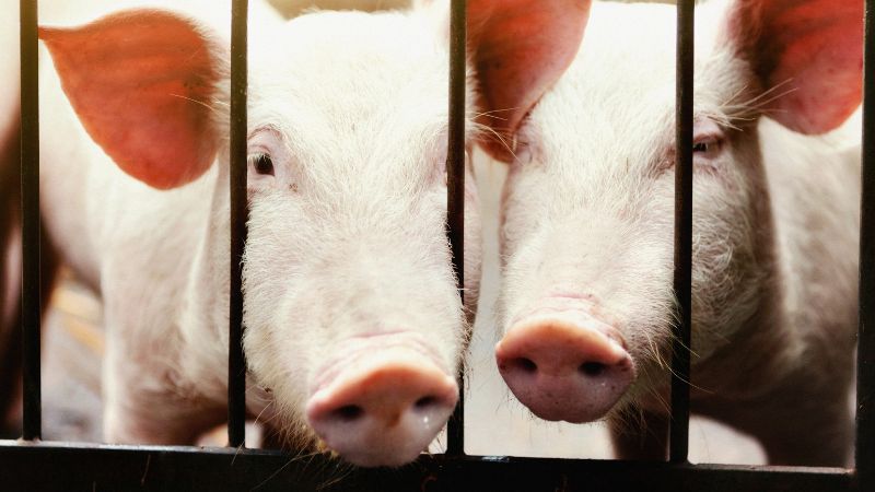 Giá heo hơi hôm nay 21/12 tại miền Bắc