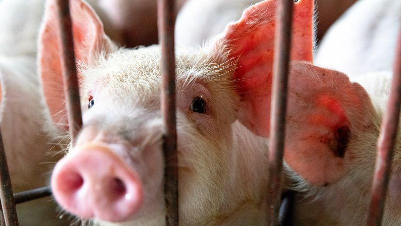 Giá heo hơi hôm nay 21/12 tại miền Trung, Tây Nguyên