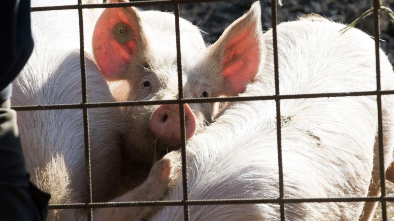 Giá heo hơi hôm nay 21/12 tại miền Nam