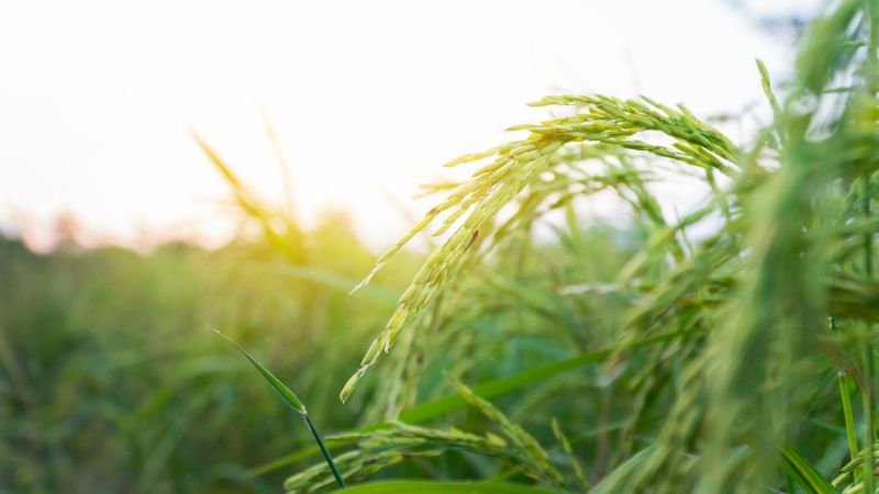 Giá lúa hôm nay 21/12