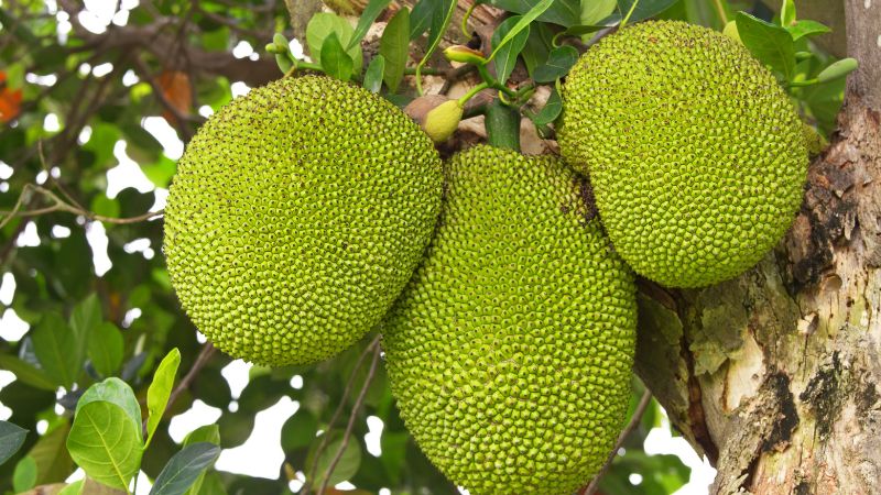 Cách bón phân thúc bông mít mập, trái to bự