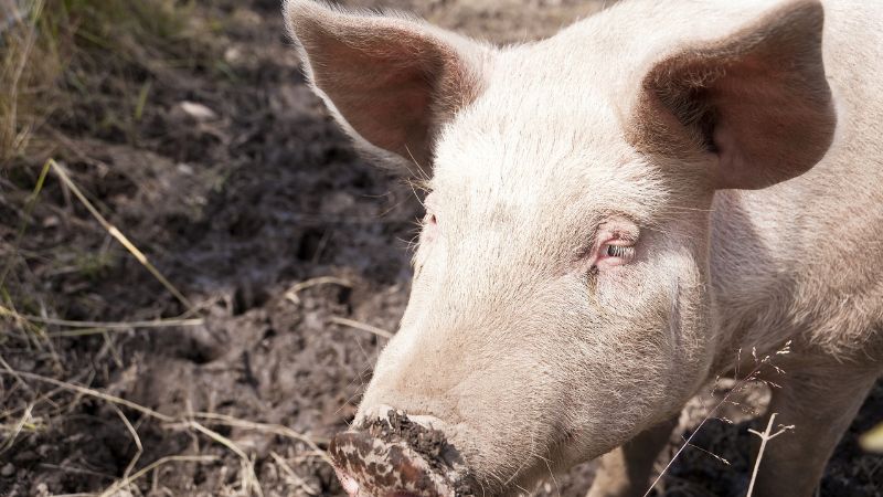 Giá heo hơi hôm nay 22/12 tại miền Bắc Giá heo hơi hôm nay 22/12 tại miền Bắc