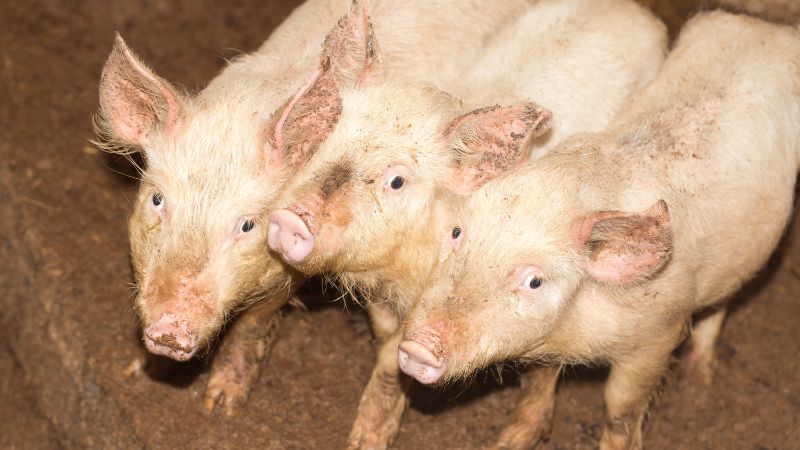 Giá heo hơi hôm nay 22/12 tại miền Trung, Tây Nguyên Giá heo hơi hôm nay 22/12 tại miền Trung, Tây Nguyên