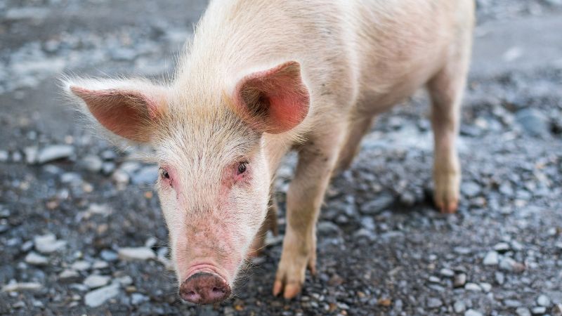 Giá heo hơi hôm nay 22/12 tại miền Nam Giá heo hơi hôm nay 22/12 tại miền Nam