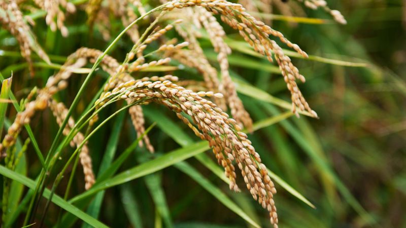 Giá lúa hôm nay 22/12