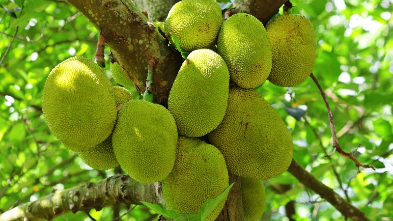 Cách khắc phục trái mít Thái thối mầu vào mùa nắng