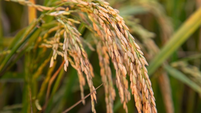 Giá lúa hôm nay 23/12 Giá lúa hôm nay 23/12