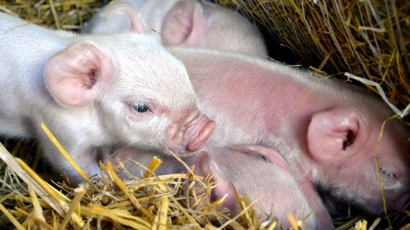 Giá heo hơi hôm nay 23/12 tại miền Nam